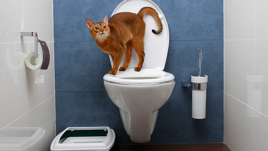 Can Cats Learn to Use the Toilet? Zen Frenz
