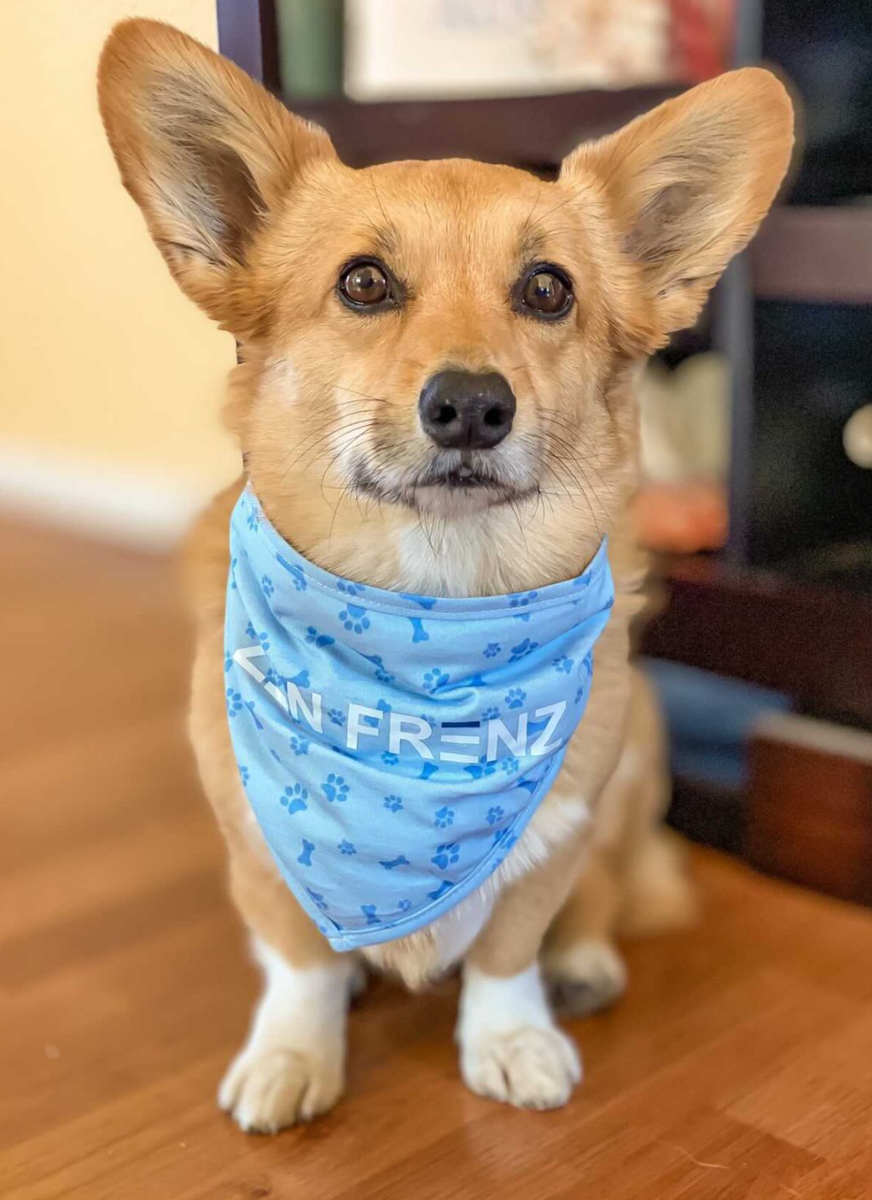 Are Your Dogs Afraid of Thunder? Zen Frenz