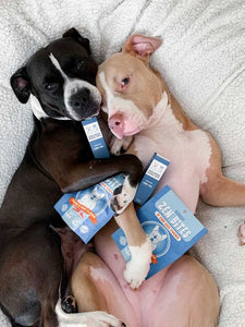 Is it time to get your pup a sibling?