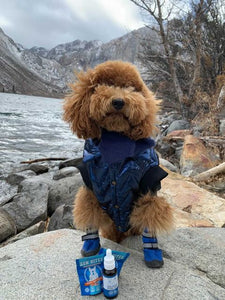Snowy Dog Walk Essentials