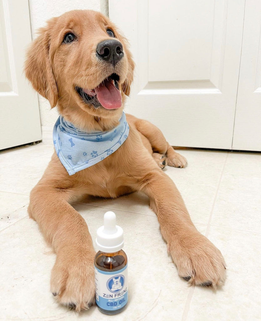 How to Teach your Dog to Sit!