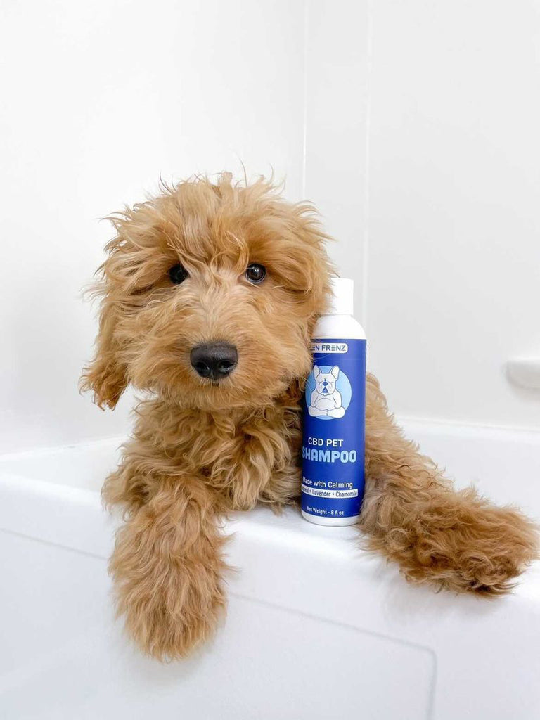 How To Prepare Your Dog For The Cold Weather