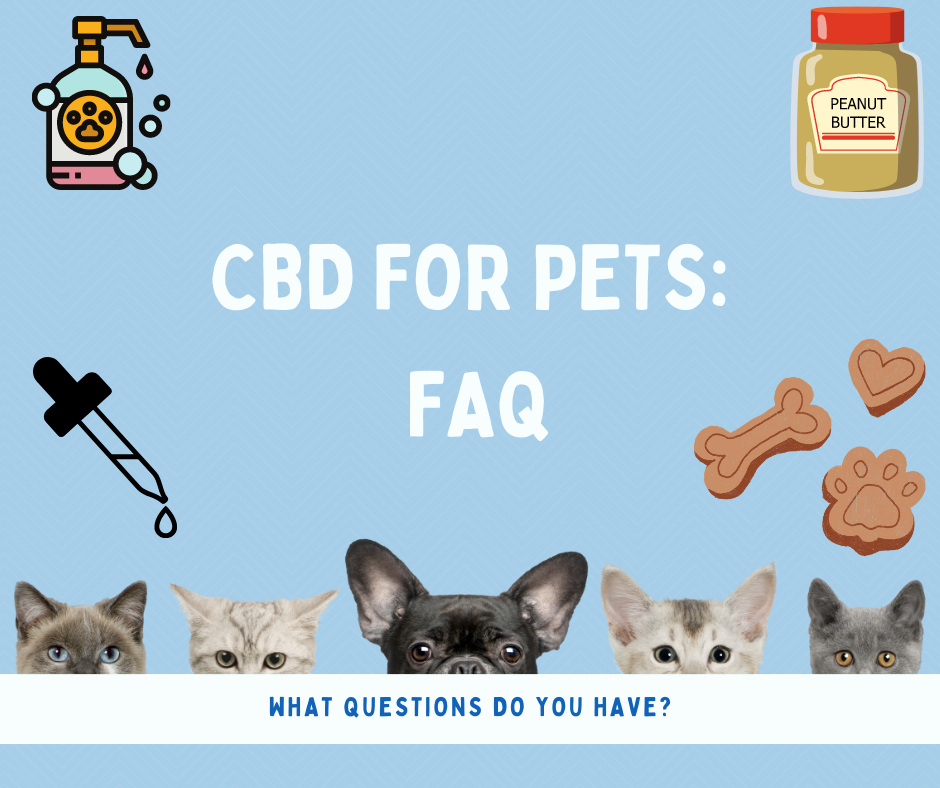 CBD for Pets: FAQ