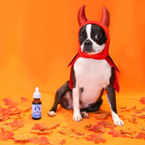 How to Make Your Dog’s Halloween Less Frightful