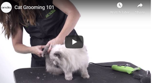 Watch this Video to Learn Cat Grooming Visually!