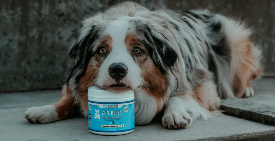 Groomers: Read this Before Using CBD!