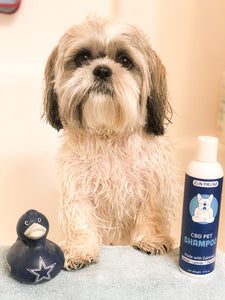Dog Grooming: At Home Vs. Professional