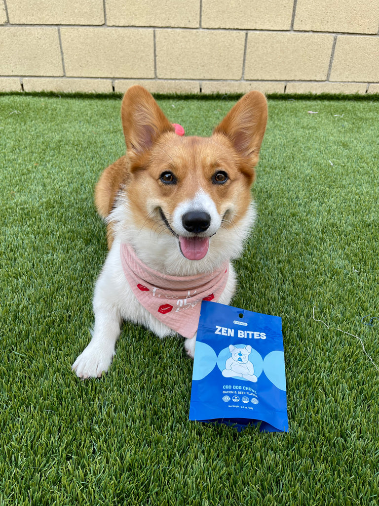 Celebrating Fall With Your Pup!