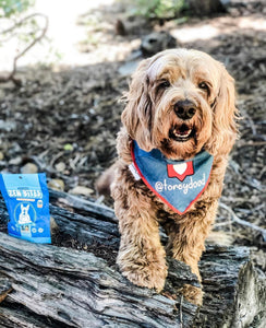 Dog Walks in 2020, Social Distancing Edition