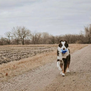 5 Reasons to Run Trails with Your Dog!