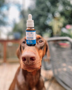 Turn Your Dog Into Your Running Buddy