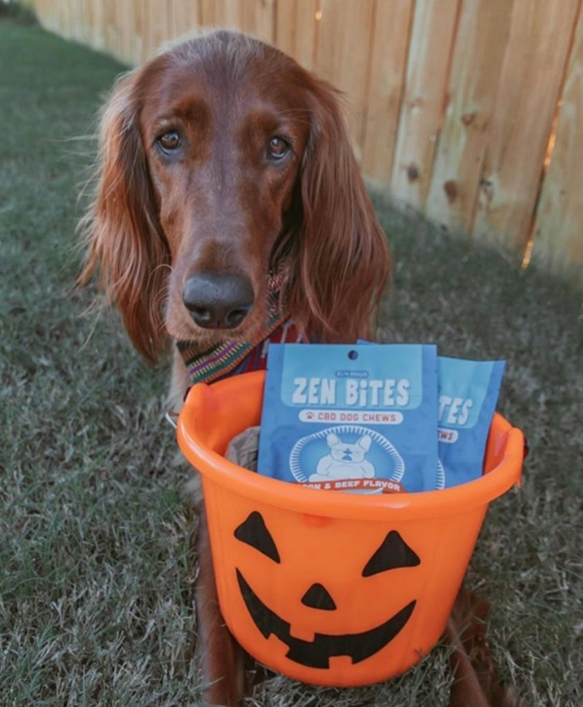 4 Spooky Homemade Halloween Treats For Dogs