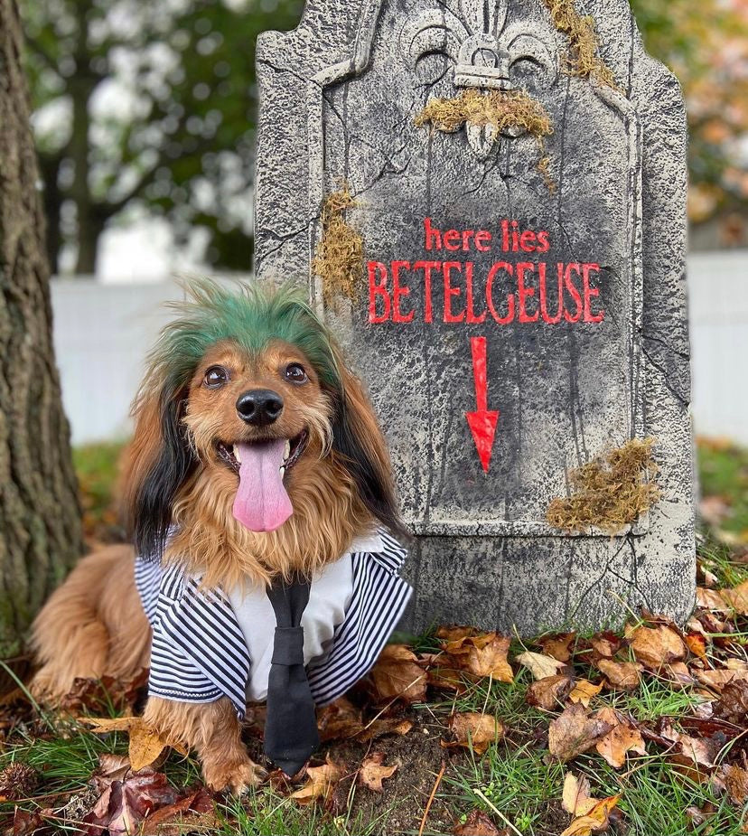 Our Favorite Pet Costumes Over The Years