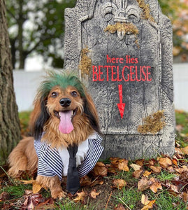 Our Favorite Pet Costumes Over The Years