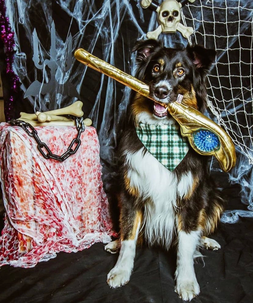 How To Take Your Pet’s Halloween Costume To The Next Level