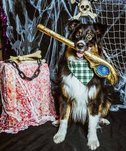 How To Take Your Pet’s Halloween Costume To The Next Level