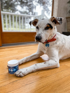 The Pet Survival Guide To Being Home Alone