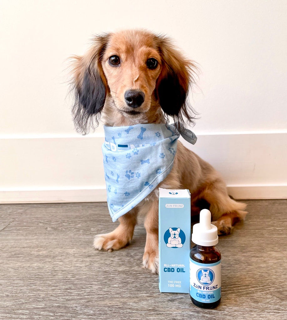 Keeping Your Dog Safe and Happy on New Years Eve