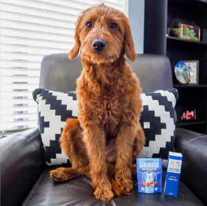 Is your friend or family member scared of dogs? Here's how you can help them.