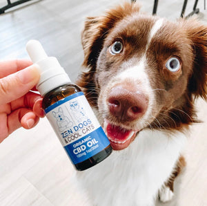Indoor Dog Games for When the Weather is Frightening