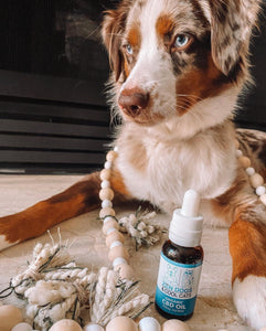 Getting That Perfect Pupstagram Pic