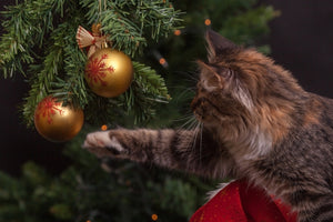3 Christmas Plants Your Kitty Cannot Handle