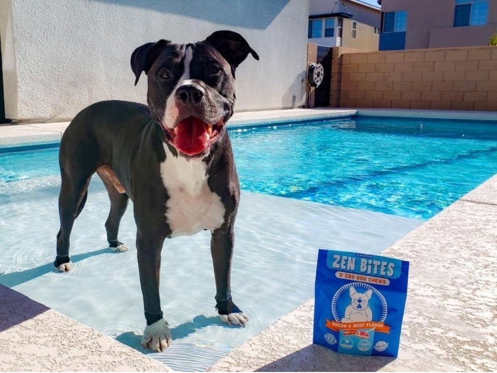 How to Keep Your Dog Cool in the Summer Heat