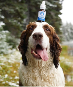 CBD vs Hemp Oil: how to choose the best remedy for your pets