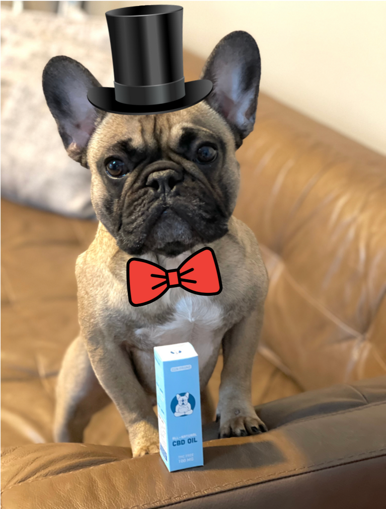 How To Trick Or Treat Safely With Pets