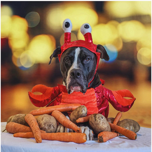 How To Celebrate Halloween With Your Pets