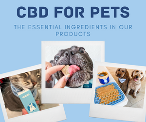 CBD For Pets: The Essential Ingredients In Our Products