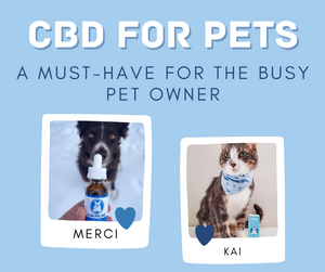 CBD For Pets: A Must-Have For The Busy Pet Owner