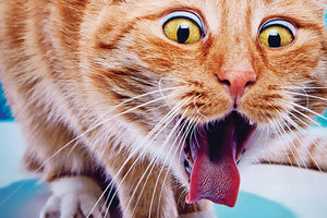 3 Remedies for Those Yucky Hairballs in Cats