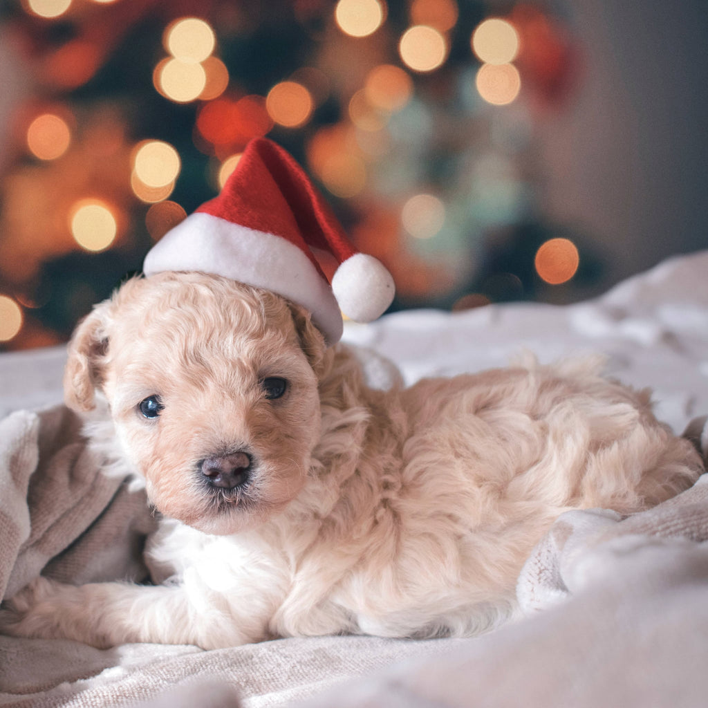 A Puppy for Christmas