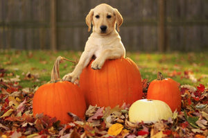 CBD Pumpkin Treats for Dogs: Homemade