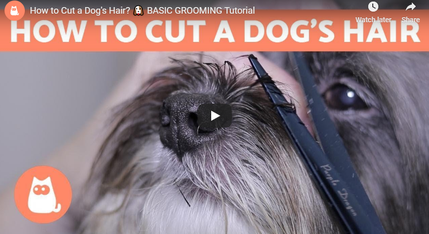 Video: How to Groom Your Dog at Home Between Grooming Sessions