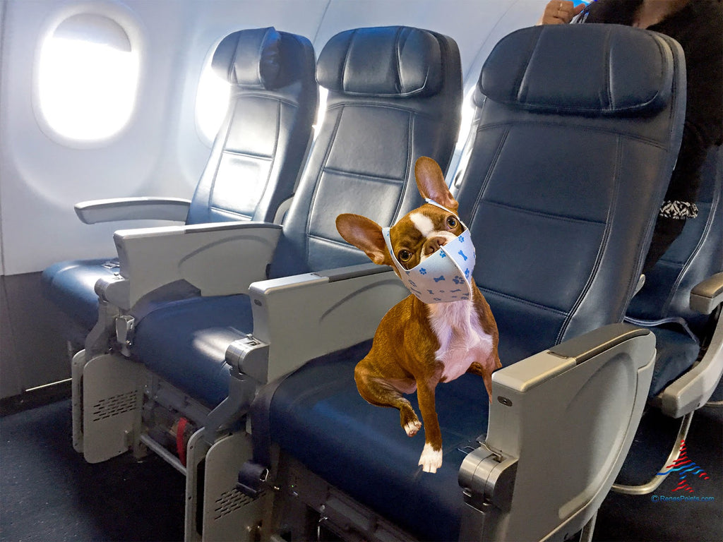 Flying With Pets