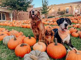 7 Tips for Taking your Dog to a Pumpkin Patch