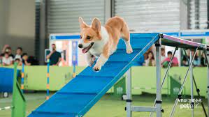 What Are Dog Olympics and Does Your Dog Have What It Takes?