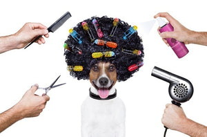 Tips Your Dog Groomer Wants You to Know