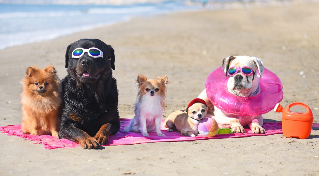 Best Vacation Spots to Take Your Dog