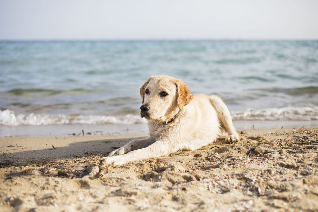10 Best Dog-Friendly Beaches in the US