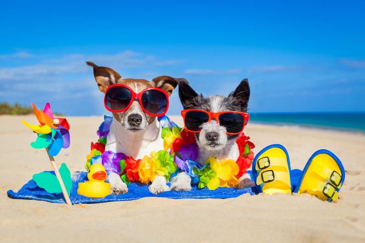 Dog Beach Guide: Everything you need for your trip to the beach