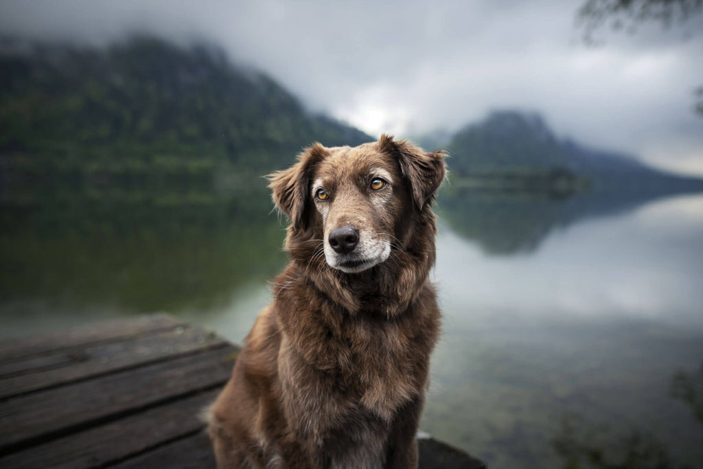How to Care for your Senior Dog