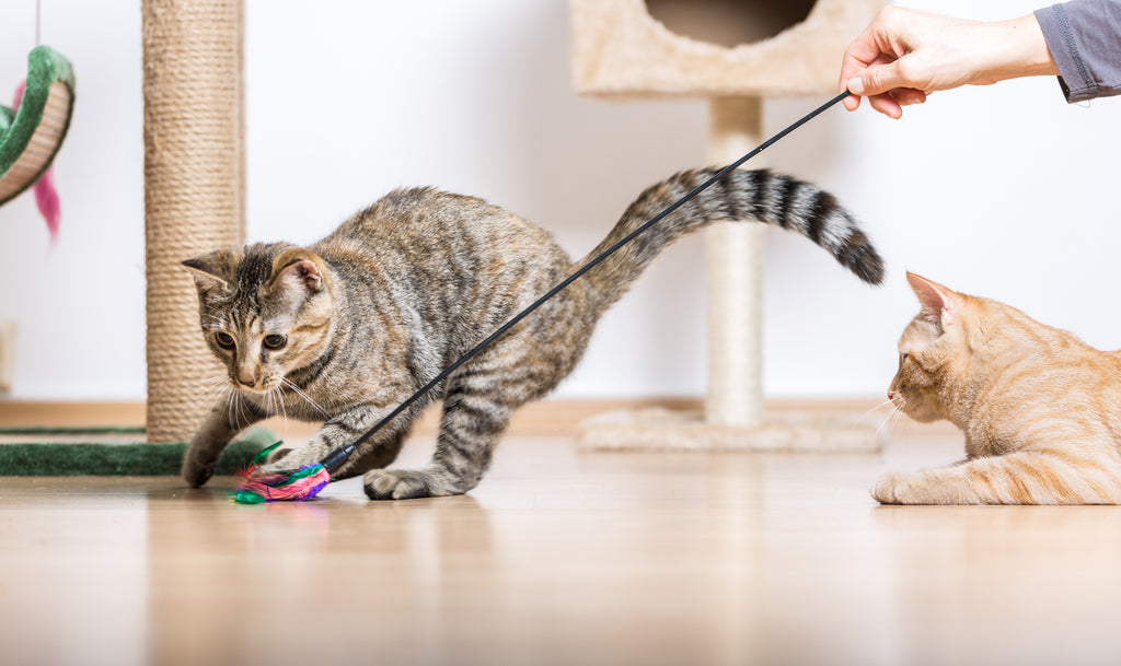 5 Fun Activities to do with Your Cat