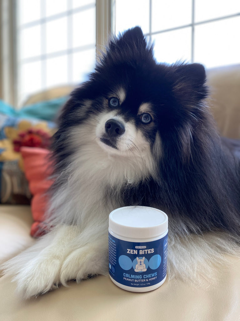 How To Keep Your Pets Entertained While Your Kids Are At School