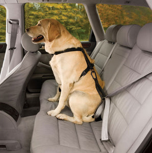 Behind the Wheel: Safety Tips to Take Your Pup Along for the Ride