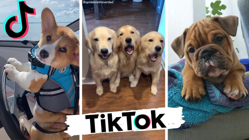 How to Start a TikTok for your Pet