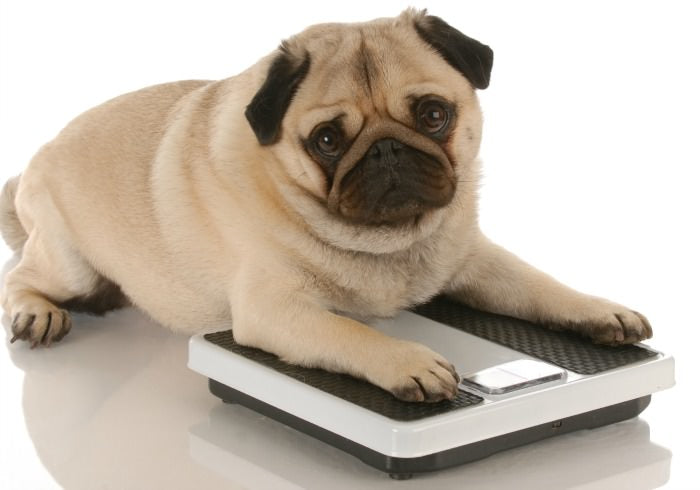 Weight Loss Awareness Month for Dogs