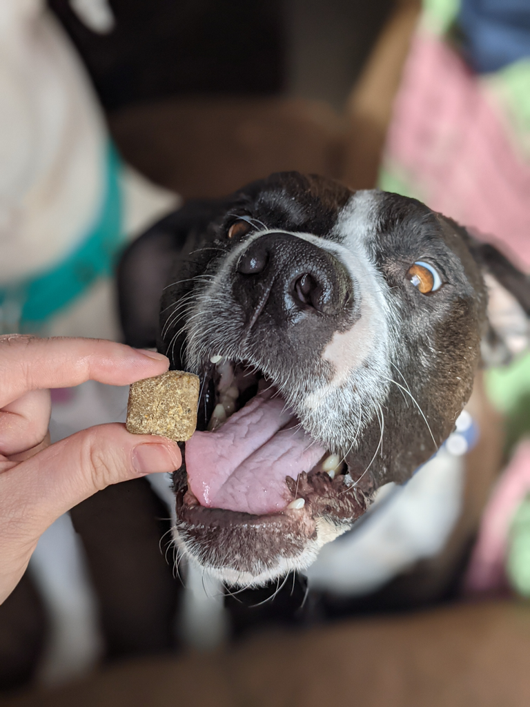 Why THC is not for your Pet